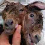 Antalya'da şaşırtan olay! Bu halde d&uuml;nyaya geldi