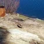 Islık &ccedil;alarak &ccedil;ağırdığı tilkiyi besliyor