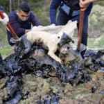Köpek ve 5 kaplumbağa bu halde bulundu