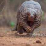 El koyulan pangolinlerde Kovid-19’un iki kuzeni tespit edildi