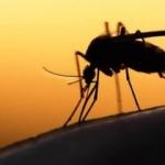 Yaz yaklaşıyor! Sivrisineklerden koronavirüs bulaşır mı? Dünya Sağlık Örgütü açıkladı