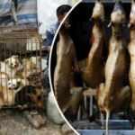 Shenzhen şehri, kedi ve köpek yemeyi yasaklayan ilk Çin kenti oldu