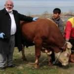 Ahırında bulunan en büyük tosunu bağışladı