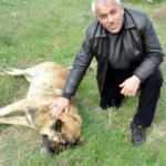 Çoban köpeğini bu halde bulunca gözyaşlarına boğuldu