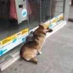 Güvercin ve köpeğin hayrete düşüren dostluğu