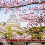 Japonya'da yeniden doğuş: Kiraz çiçeği sakura zamanı