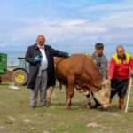 Milli Dayanışma Kampanyası'na büyükbaş hayvanını bağışladı