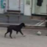 Sokakta kimseyi bulamadı, köpekle futbol oynadı