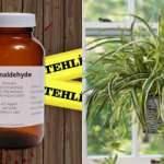 Kurdele çiçeği bakımı nasıl yapılır? Kurdele çiçeğinin faydaları