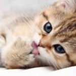 ABD'de dikkat çeken araştırma: Koronavirüsten en çok kediler etkileniyor