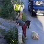 Bodrum'da gündüz vakti yaban domuzu görüntülendi
