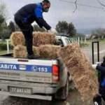 Hayvanların yemini zabıta ulaştırdı