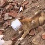 Jandarma ekipleri kafası konserve kutusuna sıkışan yavru k&ouml;peği kurtardı