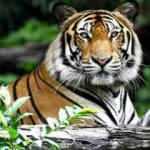 Kaplanın koronavir&uuml;s testi pozitif &ccedil;ıktı