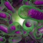 Kolera salgını nedir? Kolera salgını ne zaman başladı? Kolera salgını belirtileri nelerdir?