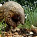 Pangolin ile yarasaya korona yasağı!