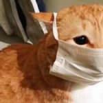 ABD'de ortaya çıkartıldı! Koronavirüste kedi tehlikesi