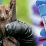 Türk profesörden çarpıcı iddia: Yarasa değil domuz!