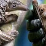 Bildiklerinizi unutun! Koronavirüs (COVID-19) salgınını başlatan hayvanı açıkladılar