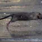 ABD'yi koronadan sonra fareler de tehdit ediyor