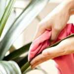 Çiçekleri incitmeden üzerinde biriken tozlar nasıl silinir? Çiçeklerin tozu nasıl alınır?