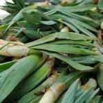 Çiriş otu nedir? Çiriş otunun faydaları nelerdir? Çiriş otu nasıl tüketilir?