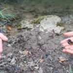 Ejderhaya benzettikleri su canlısı bakın ne &ccedil;ıktı