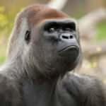 İngiltere'de dikkat çeken koronavirüs önerisi