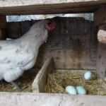 Mavi yumurtlayan tavuk g&ouml;renleri şaşırtıyor