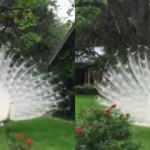 Nadiren g&ouml;r&uuml;len beyaz Tavus Kuşu g&uuml;zelliğiyle b&uuml;y&uuml;ledi!