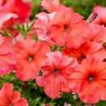 Petunya çiçeğinin bakımı nasıl yapılır? Evde petunya çiçeği nasıl yetiştirilir?