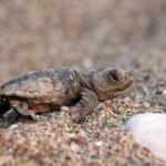 Sahiller boş, carettaların yumurta bırakma d&ouml;nemi yaklaştı