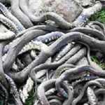 Yağmur sonrası mahalleyi yılanlar bastı!