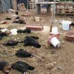 Çiftliğe giren köpekler 120 tavuğu parçaladı
