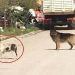 Başıboş pitbull, sokak köpeklerini parçaladı