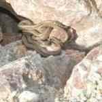 Bir ilimizde daha yılan paniği, her yeri sardılar! 'İlk defa görüyorum'