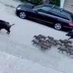 Domuz sürüsü Marmaris sokaklarına indi