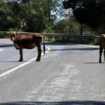 Marmaris'te sahiller ve yollar hayvanlara kaldı