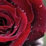 Peygamberimiz nasıl uyur ve otururdu? Yüz üstü yatmak günah mı? Oturma ve uyuma adabı...