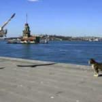 Sokağa çıkma kısıtlaması ne zaman sona erecek? Sokağa çıkma kısıtlaması kimleri kapsamıyor?