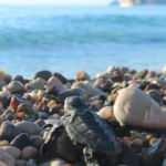 Caretta carettaların sahillerinde 'Koronavirüs' sessizliği