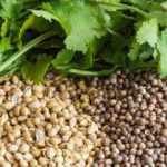 Kişniş tohumunun faydaları nelerdir? Kişniş nasıl kullanılır? Kişniş yağı ne işe yarar?