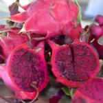 Türkler bu meyveleri tanımıyor!1 milyar dolarlık ihracat hedefi