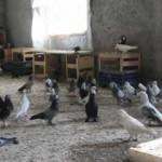 Fiyatı otomobil ile yarışan güvercinlerine gözleri gibi bakıyorlar