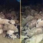Köye inen kurtlar tam 120 koyunu öldürdü