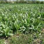 Tam 5 bin k&ouml;k ka&ccedil;ak haşhaş bitkisi ele ge&ccedil;irildi