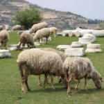Antik kenti koyun sürüsü bastı!