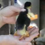 4 ayaklı doğan &ouml;rdek yavrusu şaşkına &ccedil;evirdi