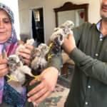 Ağaçtan düşen yavru kartalları etle beslediler