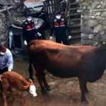 Kaybolan ineği jandarma doğum yapmış halde buldu 
